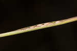 Mudbank crowngrass